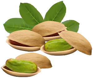 pistachio nuts